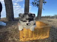 Blue, a male Pomeranian for sale in Athens, WI – Photo 7 of 10