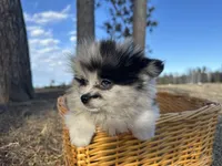 Blue, a male Pomeranian for sale in Athens, WI – Photo 3 of 10