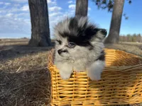 Blue, a male Pomeranian for sale in Athens, WI – Photo 5 of 10