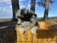Blue, a male Pomeranian for sale in Athens, WI – Photo 4 of 10