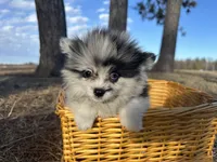 Blue, a male Pomeranian for sale in Athens, WI – Photo 6 of 10