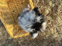 Blue, a male Pomeranian for sale in Athens, WI – Photo 10 of 10