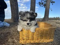 Blue, a male Pomeranian for sale in Athens, WI – Photo 8 of 10