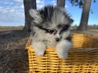 Blue, a male Pomeranian for sale in Athens, WI – Photo 2 of 10