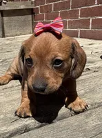 Quinn , a female Miniature Dachshund for sale in Athens, WI – 5 of 10