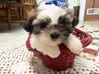 Firecracker, a female Shih Tzu for sale in Athens, WI – 9 of 10