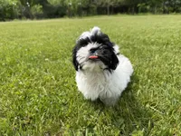 Jo, a female Bichon Frise and Shih Tzu for sale in Athens, WI – 5 of 10