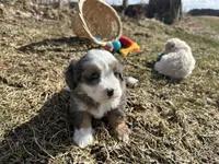 Demi, a female Miniature Bernedoodle for sale in Athens, WI – Photo 4 of 10