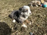 Demi, a female Miniature Bernedoodle for sale in Athens, WI – Photo 9 of 10