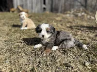 Demi, a female Miniature Bernedoodle for sale in Athens, WI – Photo 3 of 10