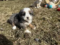 Demi, a female Miniature Bernedoodle for sale in Athens, WI – Photo 8 of 10