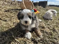 Demi, a female Miniature Bernedoodle for sale in Athens, WI – Photo 6 of 10