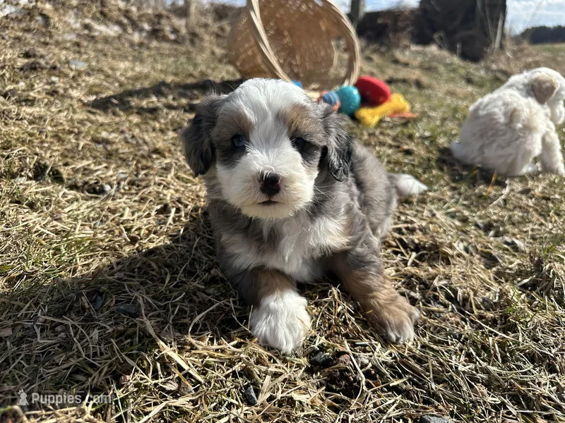 Demi, a female Miniature Bernedoodle for sale in Athens, WI – Photo 1 of 10