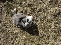 Demi, a female Miniature Bernedoodle for sale in Athens, WI – Photo 10 of 10