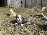 Demi, a female Miniature Bernedoodle for sale in Athens, WI – Photo 2 of 10
