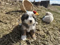 Demi, a female Miniature Bernedoodle for sale in Athens, WI – Photo 5 of 10