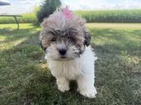 Janet, a female Bichon Frise and Shih Tzu for sale in Athens, WI – 6 of 10