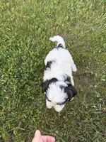 Donnie, a male Bichon Frise and Shih Tzu for sale in Athens, WI – 10 of 10