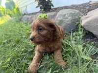 Carole, a female Cockapoo for sale in Athens, WI – 10 of 10