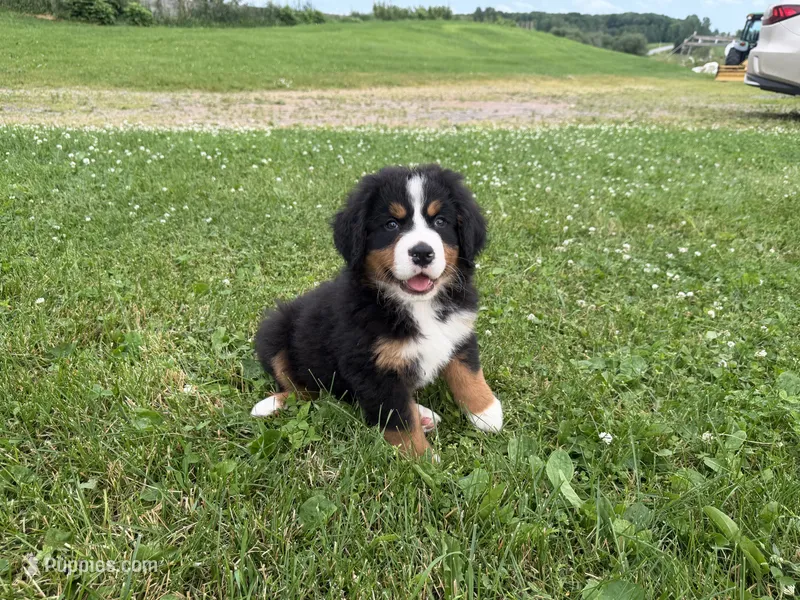 AKC Gabby – Bernese Mountain Dog puppy for sale in Athens, WI