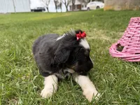 Zoey, a female Australian Shepherd and Border Collie for sale in Athens, WI – 7 of 10