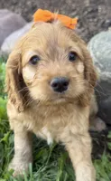 Carlee, a female Cockapoo for sale in Athens, WI – 2 of 10