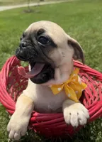 AKC ALLEN , a male Pug for sale in Athens, WI – 9 of 10