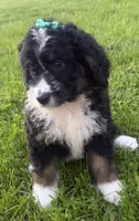 Stormy, a female Bernedoodle for sale in Athens, WI – 7 of 10