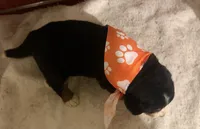 AKC Vada, a female Bernese Mountain Dog for sale in Athens, WI – 6 of 10