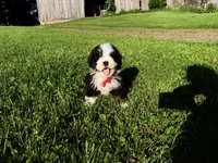 Taz , a male Bernedoodle for sale in Athens, WI – 9 of 10