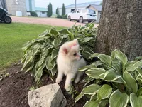 Opal, a  Maltese and Pomeranian for sale in Athens, WI – 6 of 10