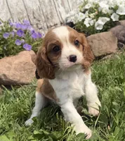 Spencer, a male Cavalier King Charles Spaniel for sale in Athens, WI – 8 of 10