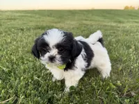 Jordan, a male Bichon Frise and Shih Tzu for sale in Athens, WI – 7 of 10
