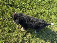 Trixie, a female Bernedoodle for sale in Athens, WI – 10 of 10