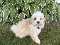 Carson, a male Maltipoo for sale in Athens, WI – 4 of 10
