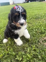 Skye, a female Bernedoodle for sale in Athens, WI – 8 of 10