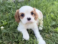 AKC Bart , a male Cavalier King Charles Spaniel for sale in Athens, WI – 3 of 10