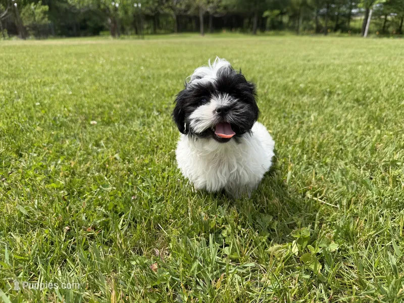 Jo – Bichon Frise, Shih Tzu puppy for sale in Athens, WI