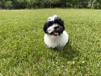 Jo, a female Bichon Frise and Shih Tzu for sale in Athens, WI – 1 of 10
