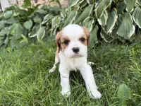 AKC Bristol , a female Cavalier King Charles Spaniel for sale in Athens, WI – 3 of 10