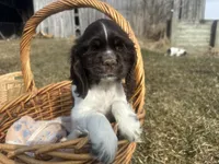 AKC Shawn , a male Cocker Spaniel for sale in Athens, WI – Photo 7 of 10