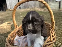 AKC Shawn , a male Cocker Spaniel for sale in Athens, WI – Photo 5 of 10