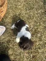 AKC Shawn , a male Cocker Spaniel for sale in Athens, WI – Photo 6 of 10