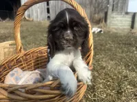 AKC Shawn , a male Cocker Spaniel for sale in Athens, WI – Photo 8 of 10