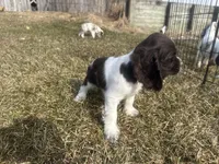 AKC Shawn , a male Cocker Spaniel for sale in Athens, WI – Photo 9 of 10