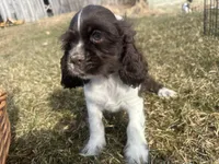 AKC Shawn , a male Cocker Spaniel for sale in Athens, WI – Photo 4 of 10