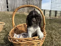 AKC Shawn , a male Cocker Spaniel for sale in Athens, WI – Photo 3 of 10
