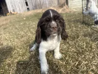 AKC Shawn , a male Cocker Spaniel for sale in Athens, WI – Photo 2 of 10