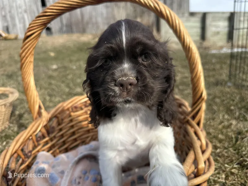 AKC Shawn  – Cocker Spaniel puppy for sale in Athens, WI