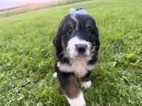 Summer, a female Bernedoodle for sale in Athens, WI – 8 of 10